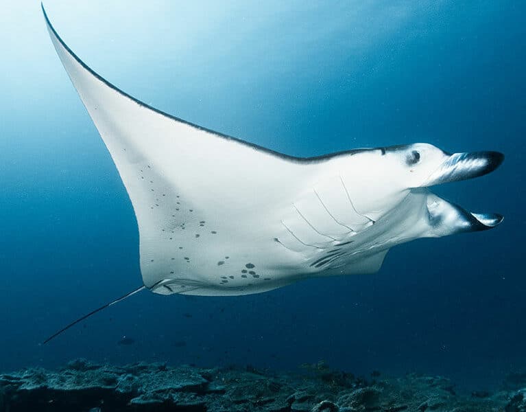 Chagos Islands: A Glimpse into Its Untold History and Rich Biodiversity