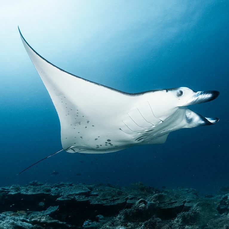 Chagos Islands: A Glimpse into Its Untold History and Rich Biodiversity