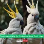 The Truth About Why Do Cockatoos Raise Their Head Feathers